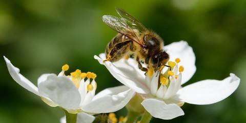 CSE et environnement / Contenu de la BDESE